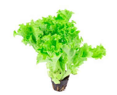 Tencerede marul salatası