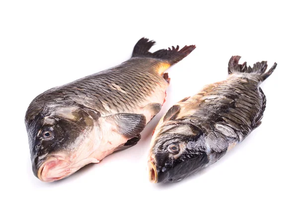 Dwa świeże ryby — Zdjęcie stockowe