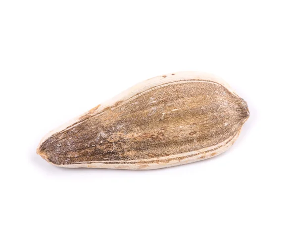 One Sunflower seed — Stock Photo, Image