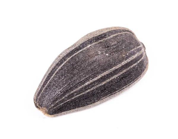 Single sunflower seed — Stock Photo, Image