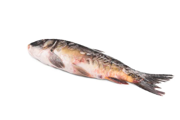 Färska karp fisk. — Stockfoto