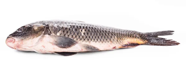 A carp fish közelről. — Stock Fotó