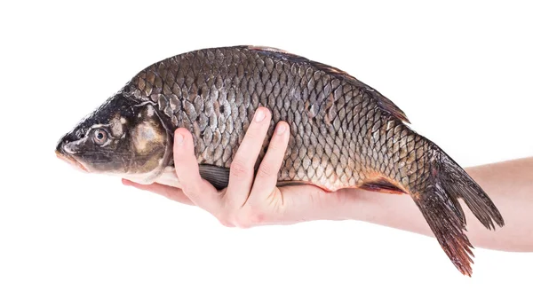 Close up de peixes de carpa na mão — Fotografia de Stock