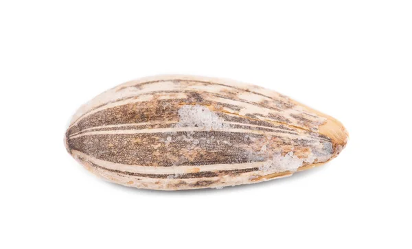 Sunflower seed on a white background — Stock Photo, Image