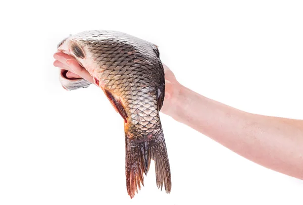 Fresh carp in man hand. — Stock Photo, Image