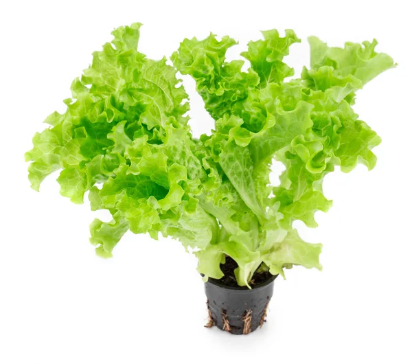 Lettuce in a pot. — Stock Photo, Image