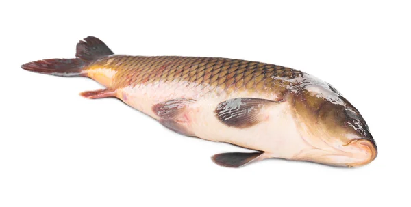 Carp fish. — Stock Photo, Image