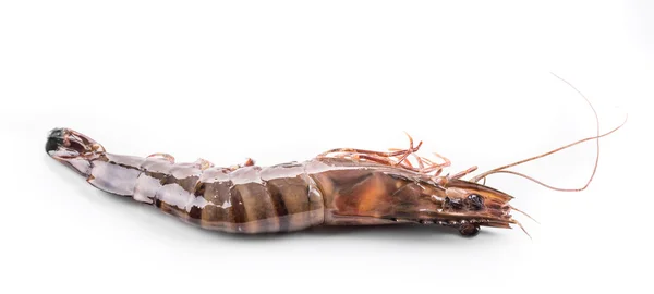 Raw tiger shrimp. — Stock Photo, Image