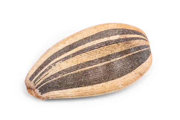Close up of sunflower seed. — Stock Photo, Image