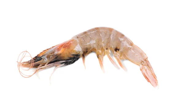 Raw tiger shrimp. — Stock Photo, Image