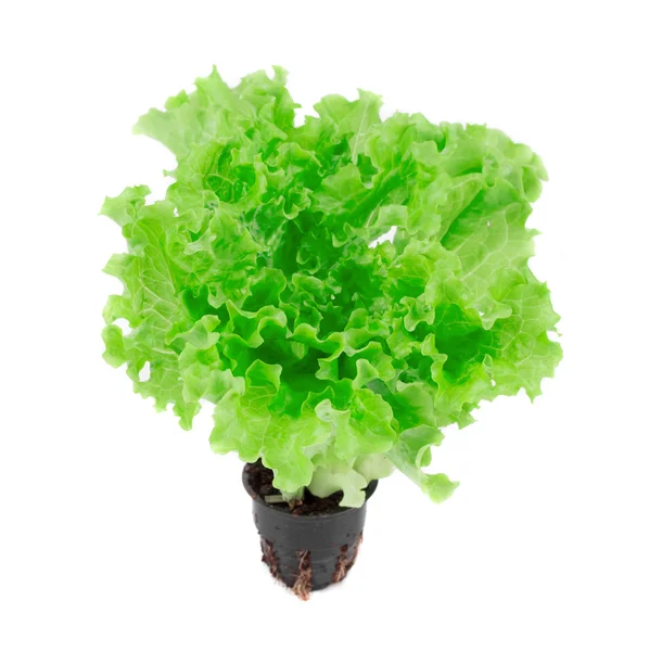 Fresh Lettuce in a pot. — Stock Photo, Image