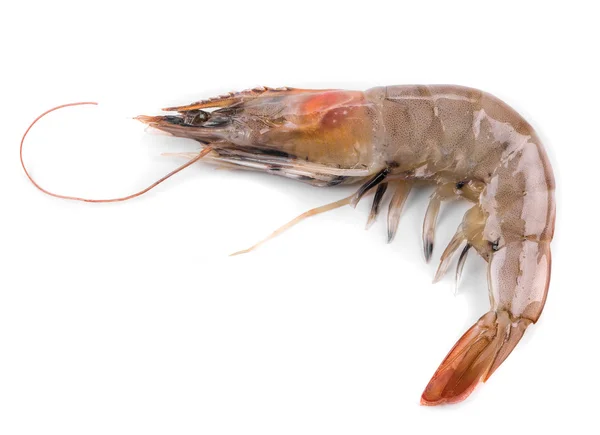 Raw tiger shrimp — Stock Photo, Image