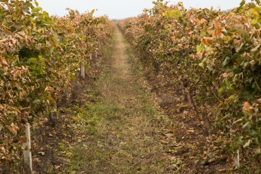 Resmi bir üzüm üzüm.