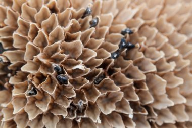 eski ayçiçeği arka plan