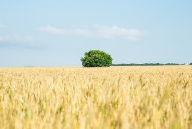 bir çiftlik alanında sarı buğday