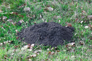 Renkli sonbahar yaprakları