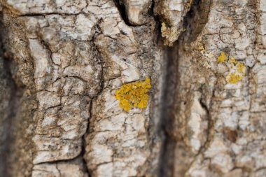 kaya mantar ile yakın çekim.