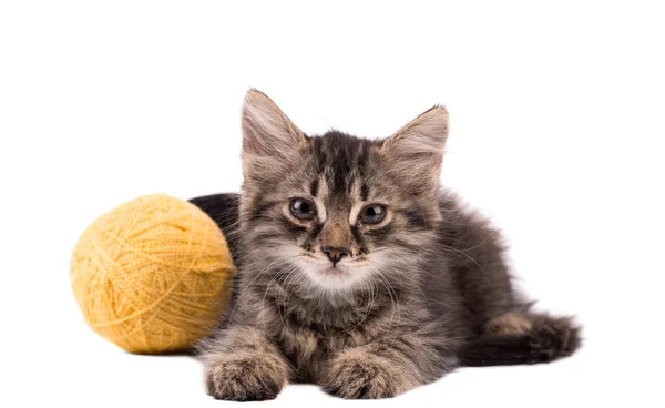 Funny  kitten and ball of thread — Stock Photo, Image