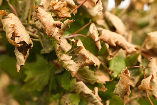 Weinberge verlassen im Herbst — Stockfoto