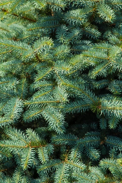 Rami di albero di Natale — Foto Stock