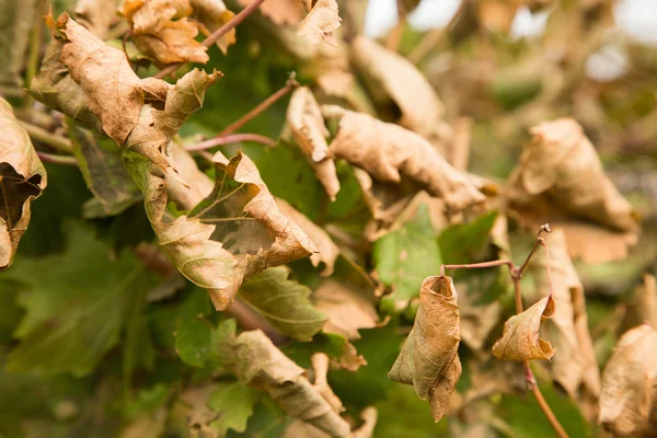 Weinberge verlassen im Herbst — Stockfoto