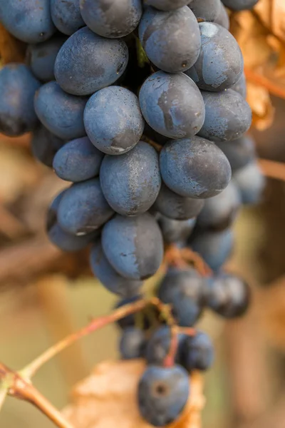 Őszi betakarítás szőlőültetvények. — Stock Fotó