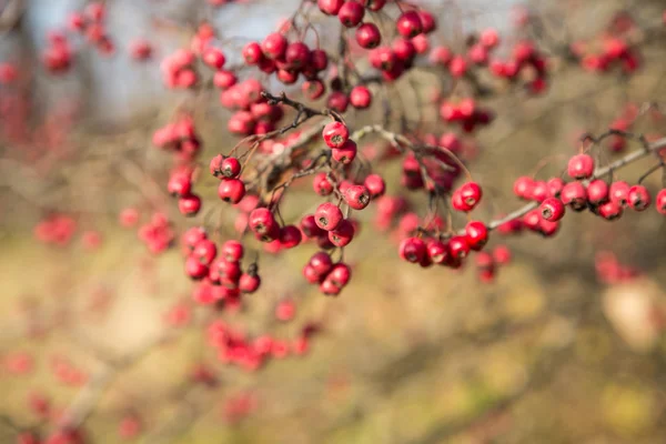 Rowan bessen mountain ash tree — Stockfoto