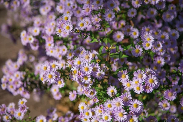 Bloeiende flowerbed closeup — Stockfoto