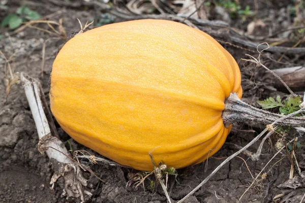 Fresh pumpkin harvest. — Stock Photo, Image