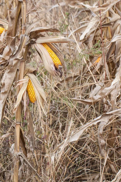 Pole kukurydzy na białym tle — Zdjęcie stockowe