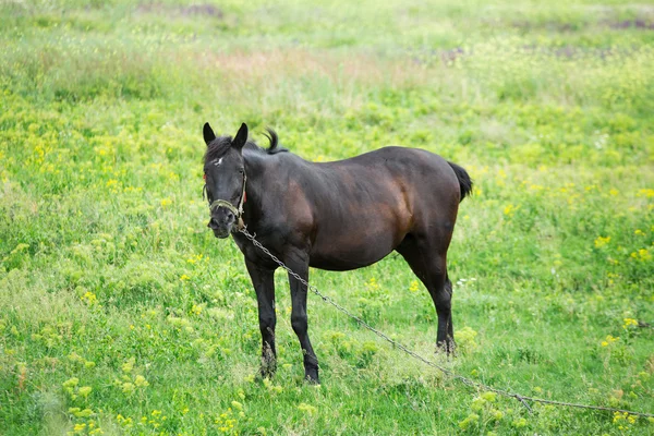 Ritratto di bel cavallo bruno — Foto Stock