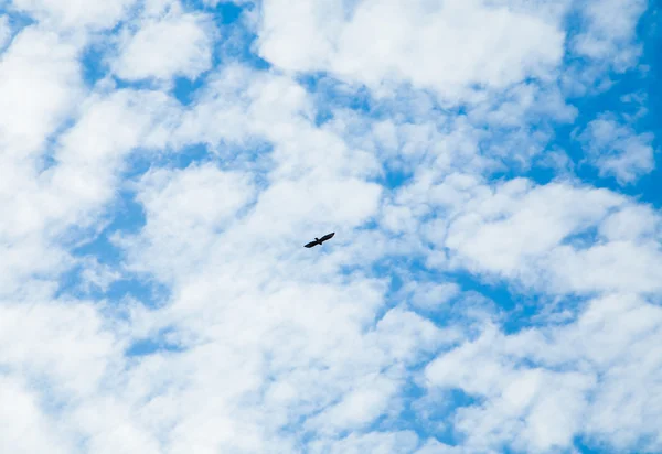 Pták letící na obloze — Stock fotografie