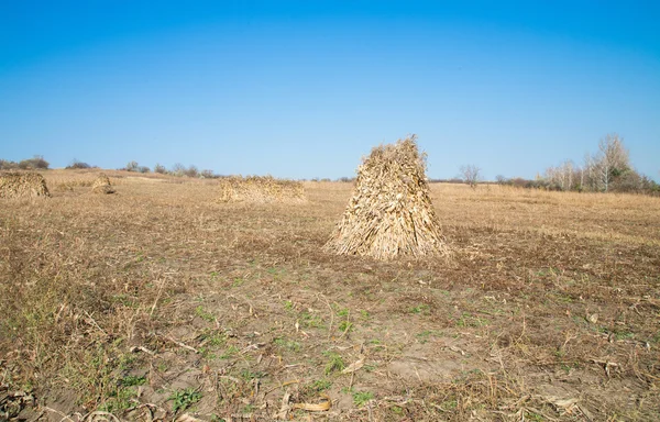 Halm balar på ett skördade vete fält — Stockfoto