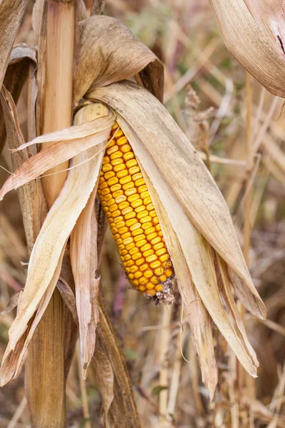 Corn Field closeup — Stock Photo, Image