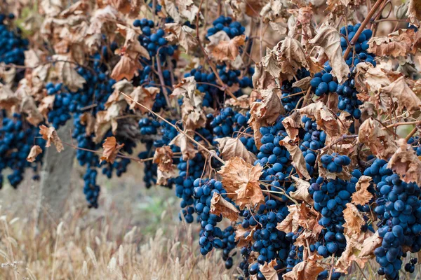 Őszi betakarítás szőlőültetvények. — Stock Fotó