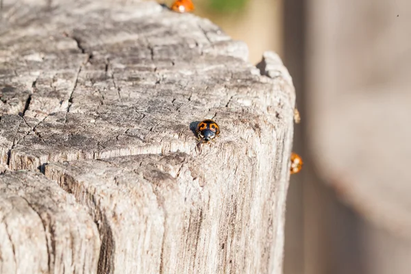 Coccinelles d'hiver gros plan — Photo