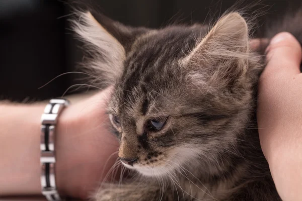 Little kitten in hands. Close up. — Stock Photo, Image