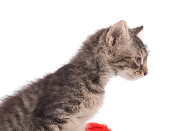 Curious little kitten. — Stock Photo, Image