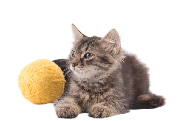 Little kitten with yellow ball of wool. — Stock Photo, Image