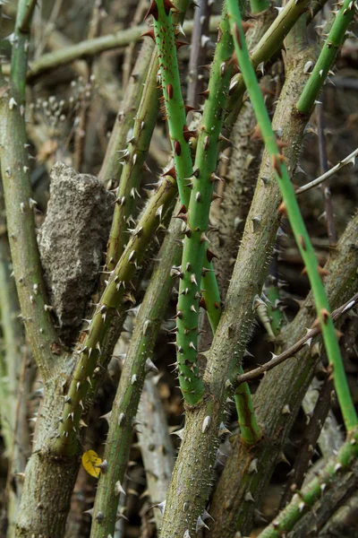 Close-up van doornen van roos. macro. — Stockfoto