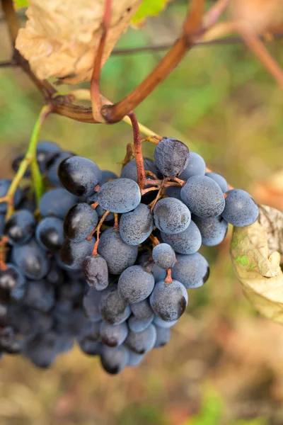 Grande grappolo di uva da vino rossa — Foto Stock