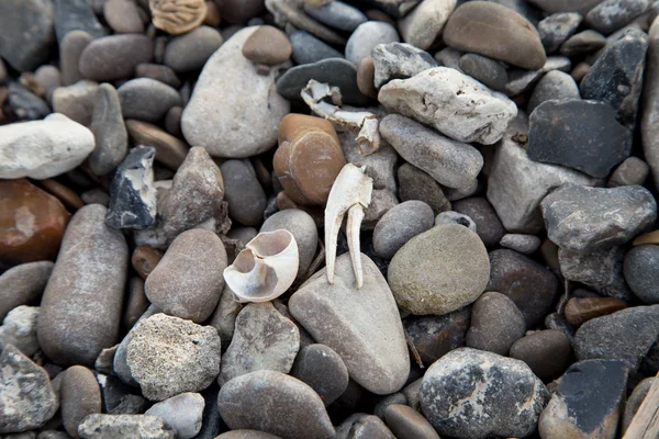 Closeup of pebble mountain with bone. — Stock Photo, Image