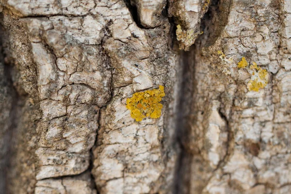 kaya mantar ile yakın çekim.