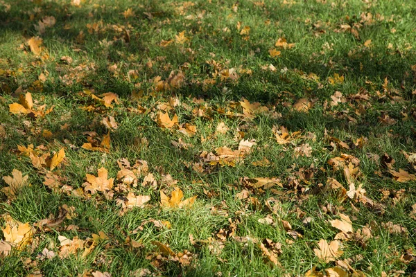 Padající listí na trávu. — Stock fotografie