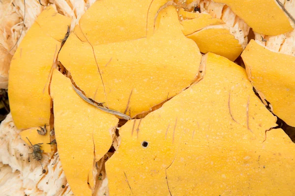 Schiacciato zucca gialla — Foto Stock