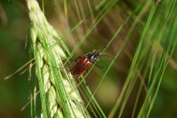 Close up of bug on grass. — Stock Photo, Image