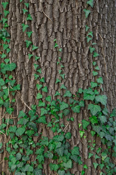 Břečťan na stromě. detail textury. — Stock fotografie