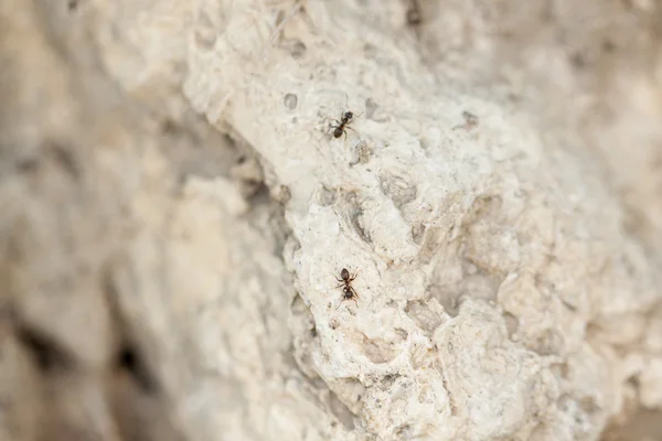 Close up of rock with two ants. — Stock Photo, Image