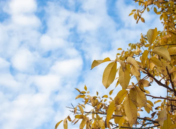 Valnöt lämnar mot blå himmel. — Stockfoto