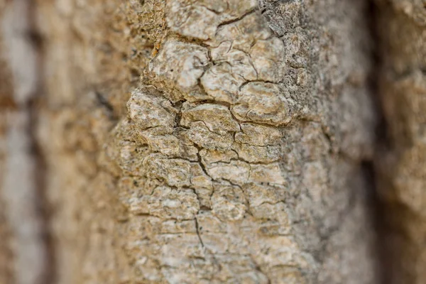 Primo piano della roccia grigia . — Foto Stock